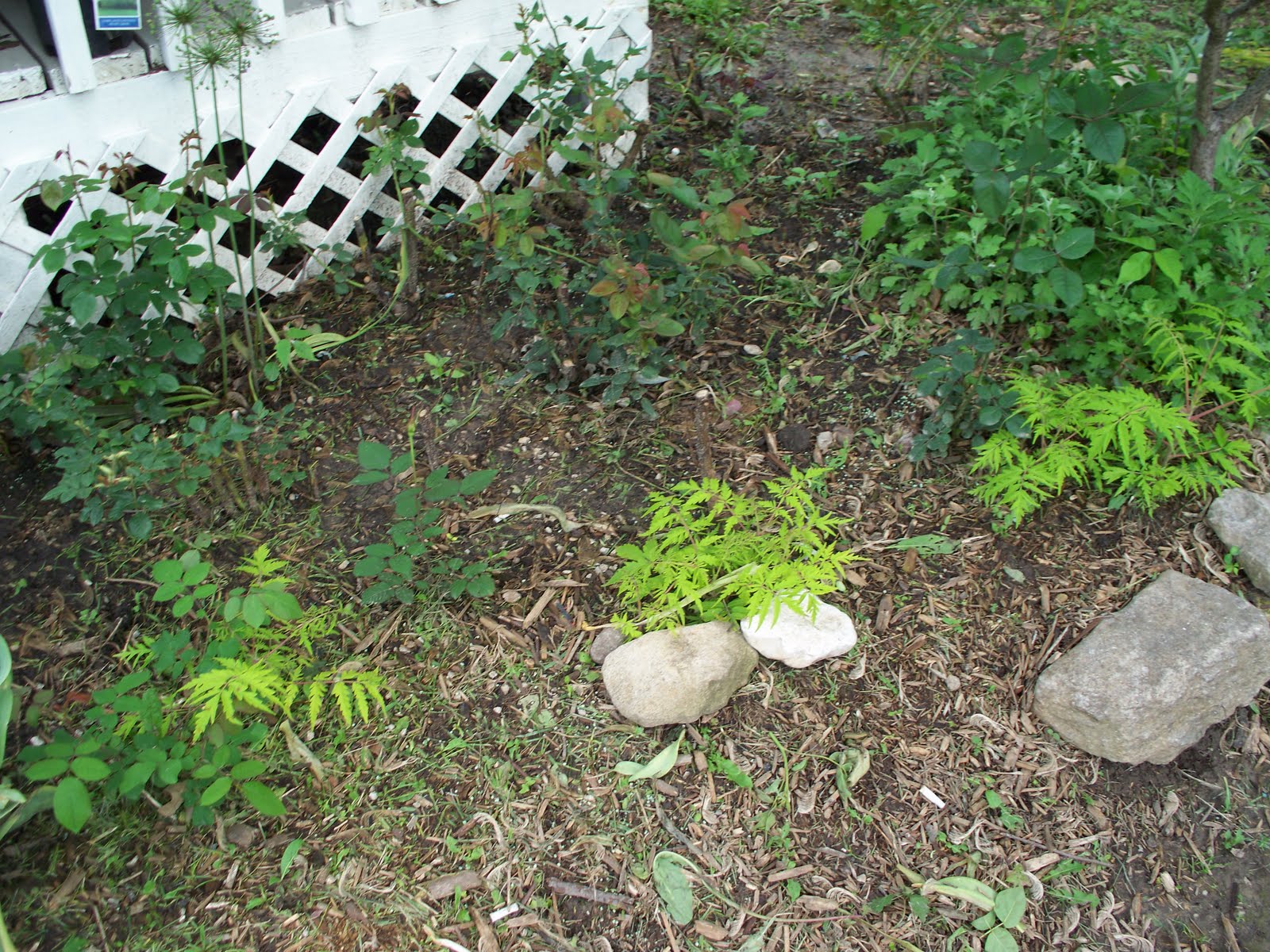 The Zini Garden Baby Sumac