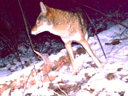 Indiana Woods and Waters: Wiley Coyote