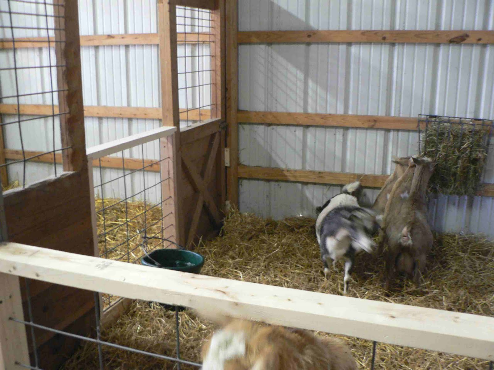 Antiquity Oaks Update on new kidding pens