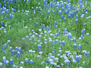 The Bluebonnets Came Up Wild On My Land This Year