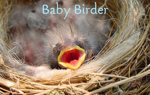 Baby Birder