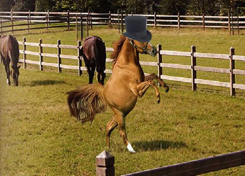 [Dancing-horse.jpg]