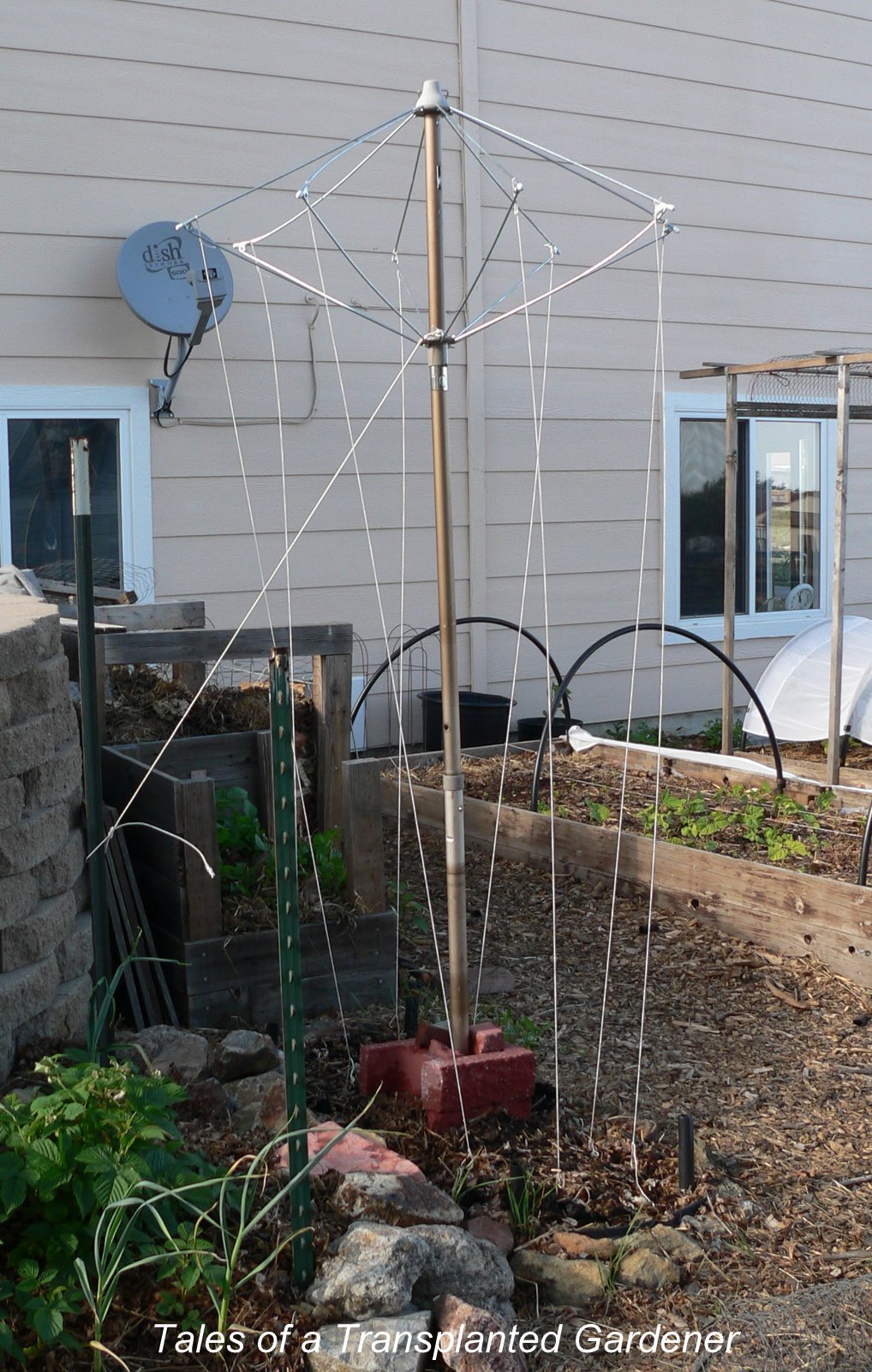 Tales of a Transplanted Gardener Umbrella Trellis