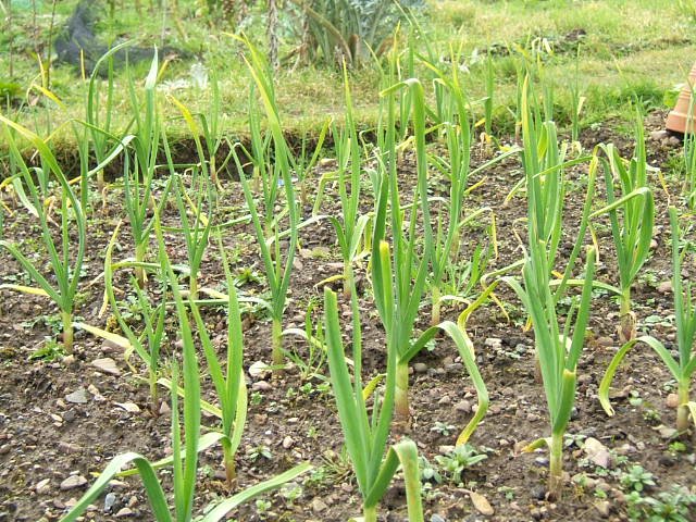 [allotment+003.JPG]