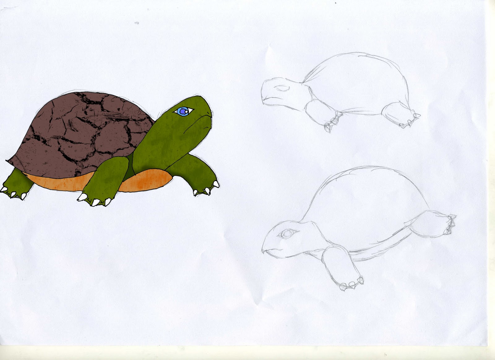 Turtle Style Character Designs Turtle
