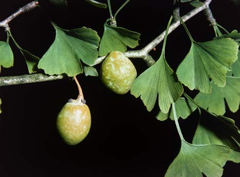 Tanaman Ginkgo biloba warung sehat desa Tanaman Ginkgo biloba warung sehat desa
