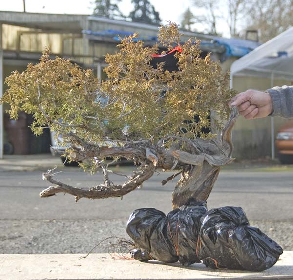 Walter Pall Bonsai Adventures new trees have arrived in Harrisburg, Pa