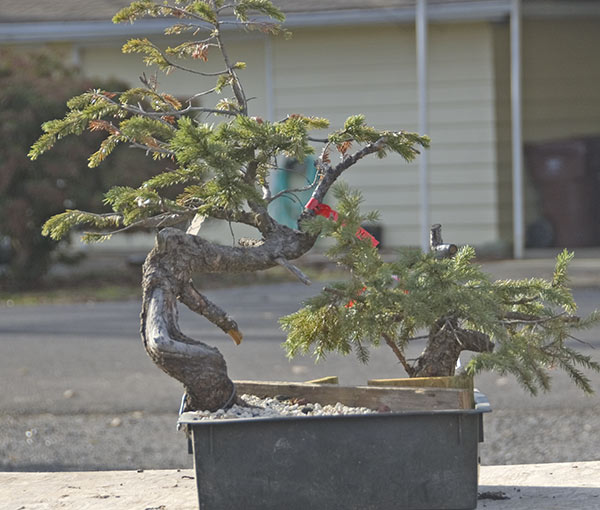 Walter Pall Bonsai Adventures new trees have arrived in Harrisburg, Pa