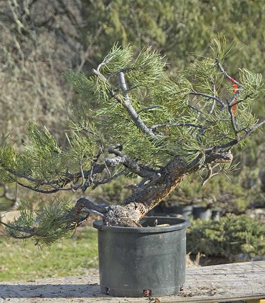 Walter Pall Bonsai Adventures new trees have arrived in Harrisburg, Pa
