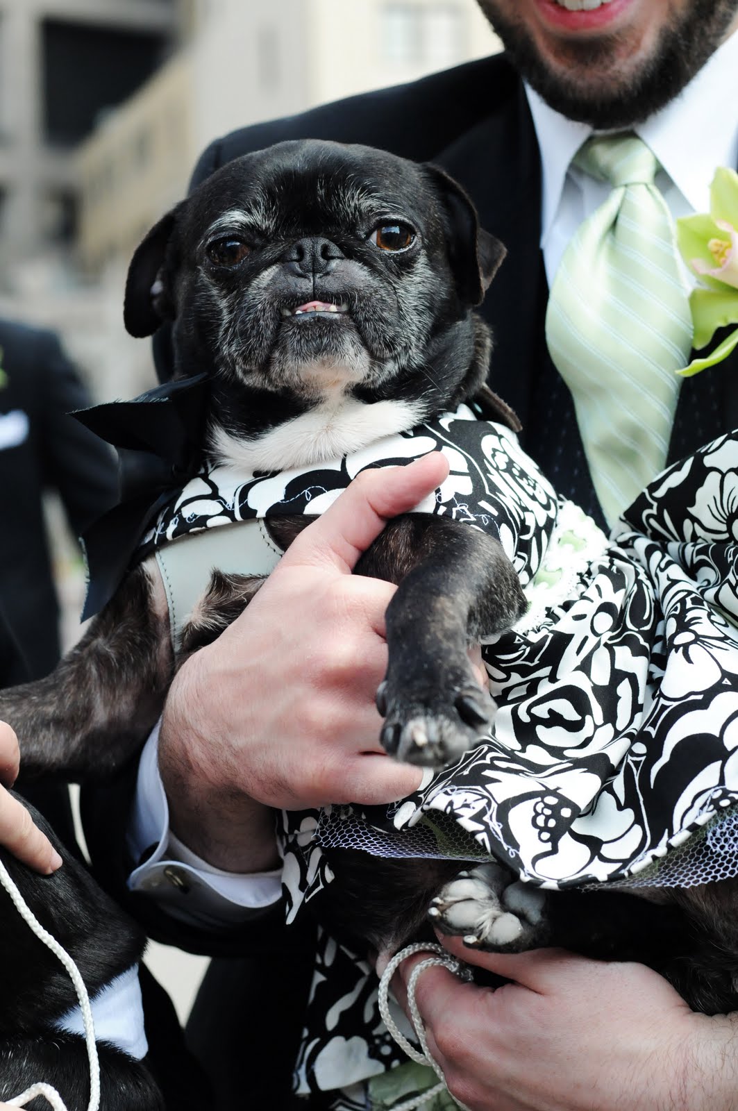 Miss Pug's Pawfect Wedding: Our Pawfect Wedding: Pugs & Us