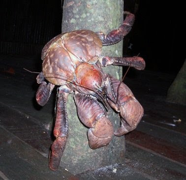 coconut+crab+scampering4s.jpg
