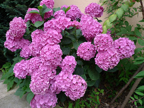 Roses Du Jardin Cheneland