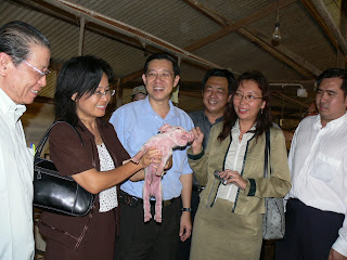 pig+dap.jpg