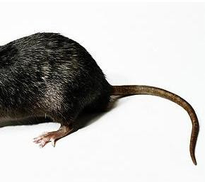 Rat Ass 88
