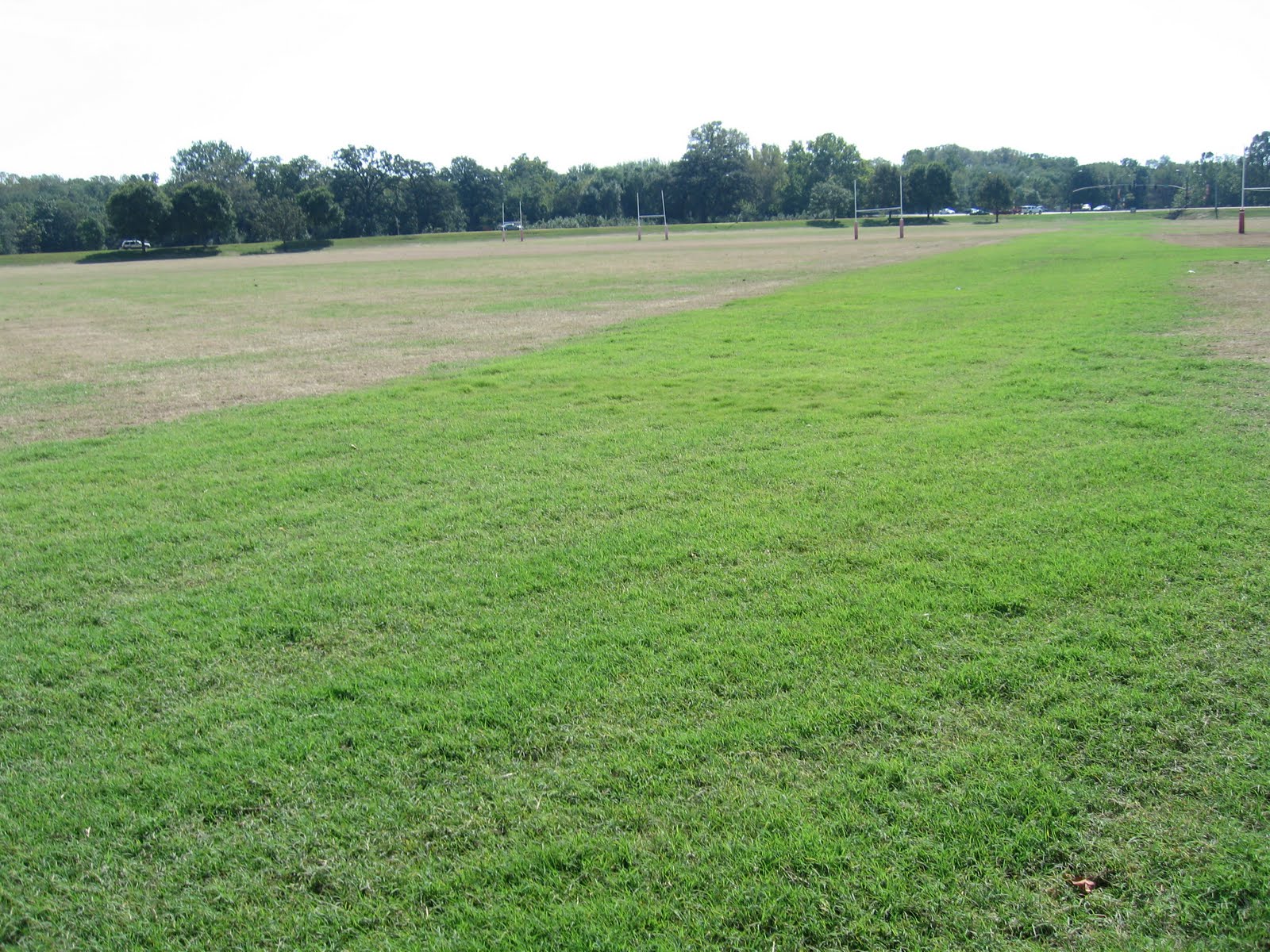 iaTURF KENTUCKY BLUEGRASS RECOVERY FROM RHIZOMES AFTER FLOOD
