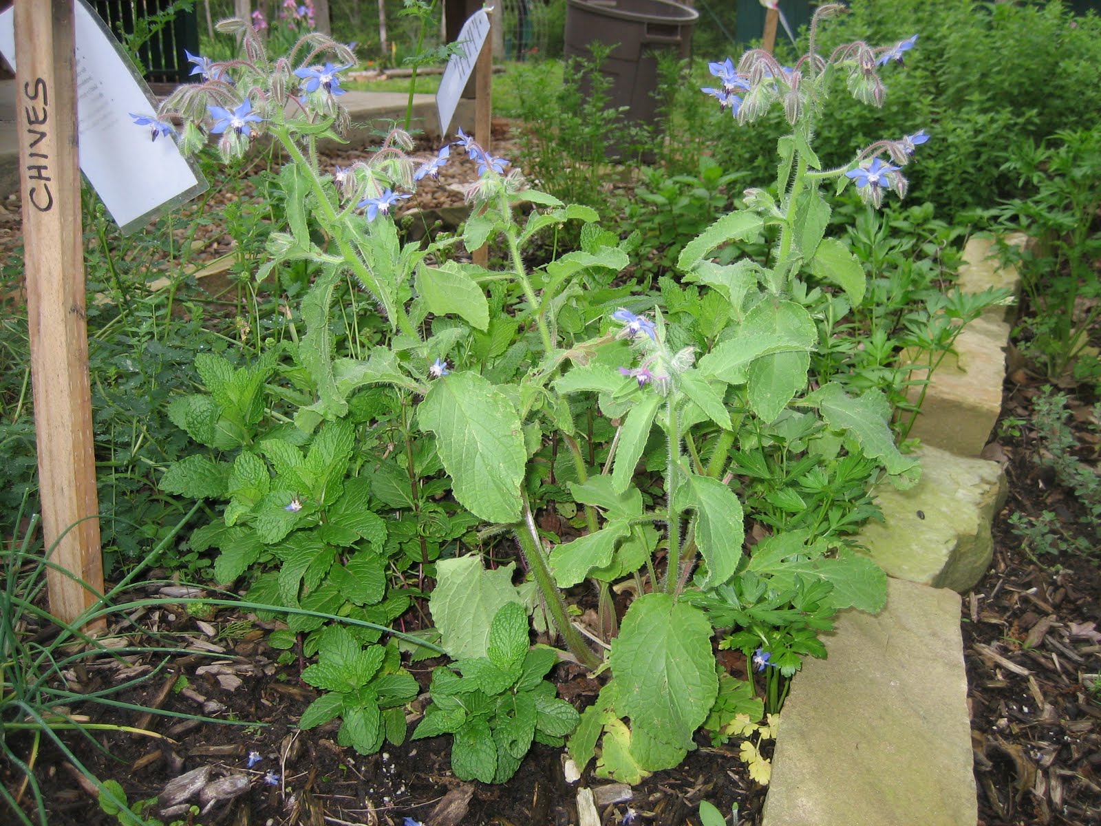 Lisa Bonassin's Garden Medicinal Uses of Borage