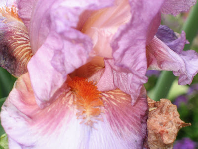 Lisa Bonassin’s Garden: What’s Blooming Now - Persian Berry Irises 04/13/10
