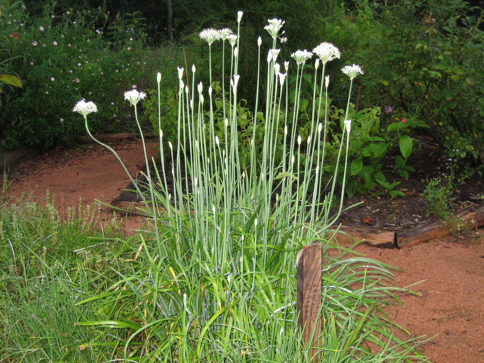Lisa Bonassin's Garden What's Blooming Now Wild Texas Onion 08/21/10
