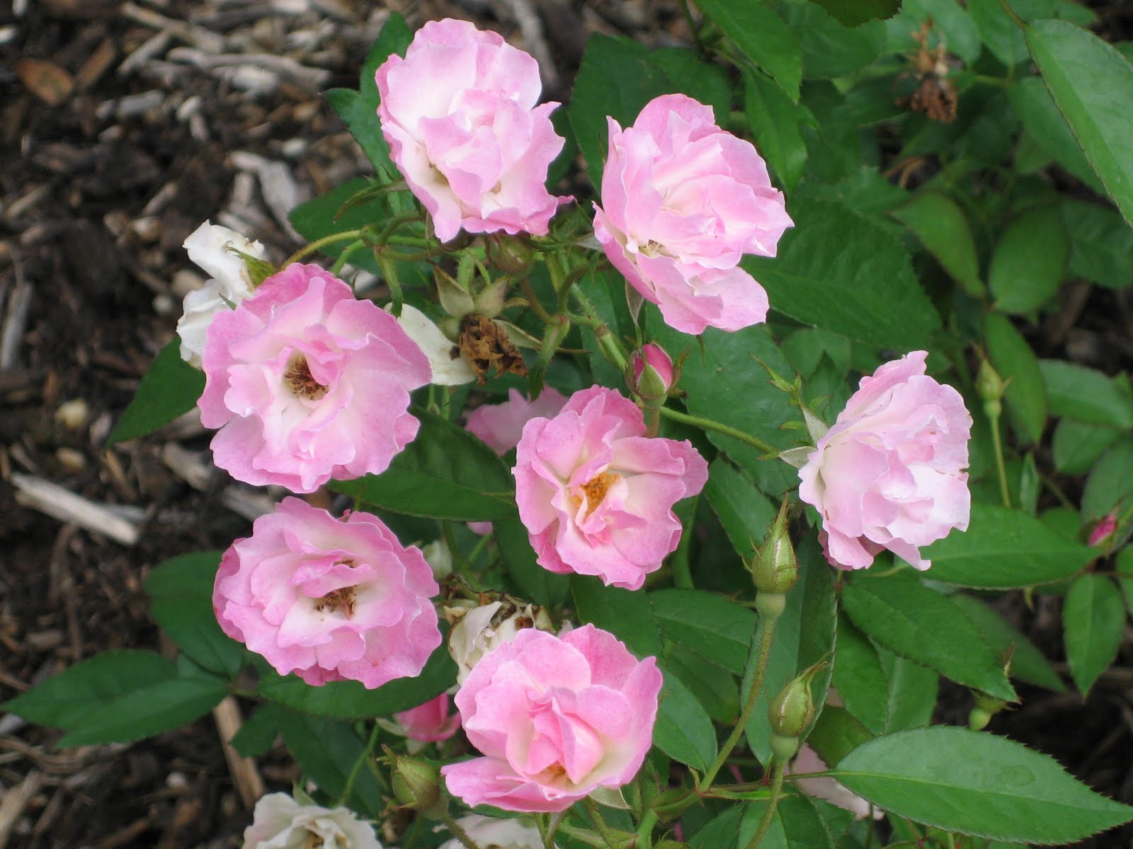 Lisa Bonassin's Garden: What's Blooming Now - La Marne Rose 09/27/10