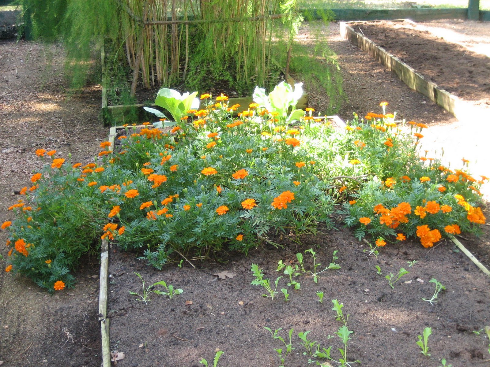Lisa Bonassin's Garden Marigolds in the Vegetable Garden