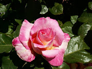 ROSAS