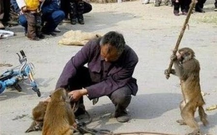 Unduh 770 Koleksi Gambar Hewan Lucu Konyol Paling Baru Gratis HD