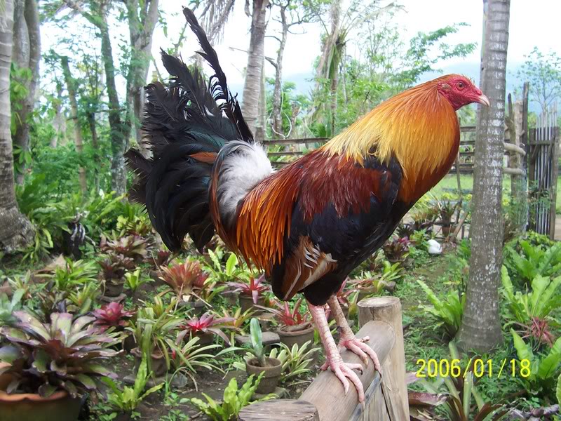 Sabong Tips " COCKFIGHTING , Gamefowl conditioning by Dante Hinlo Part...