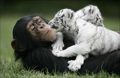 [monkey_tigercubs_01.jpg]