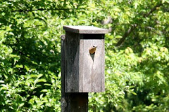Bluebird Looking Out