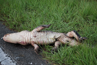 kill alligator road georgia southern living beside reptile hosford highway coast say fl way