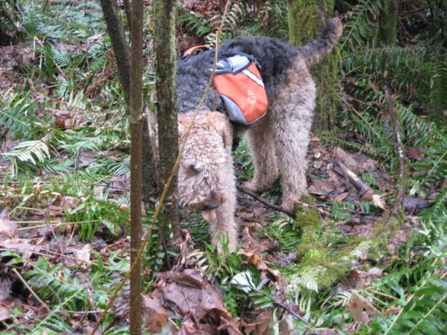 The Adventures of a Spirted Orrang Airedale