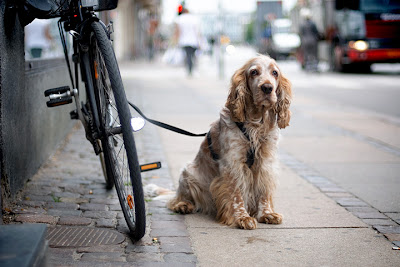 Image of dog with parked bicycle