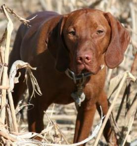 LAILA'S SIRE, BISS GCh. TIVOLIZ CC JOINT VENTURE, JH ROM