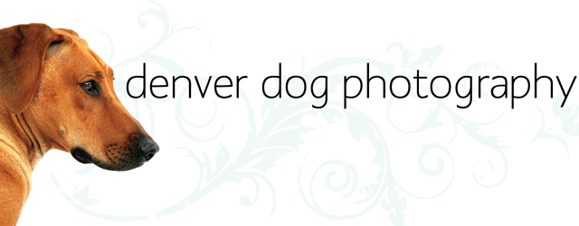 Denver Dog Photography
