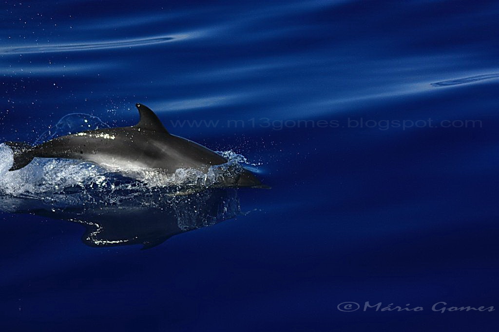 [Golfinho2.jpg]