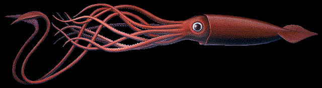 [giantsquid.gif]