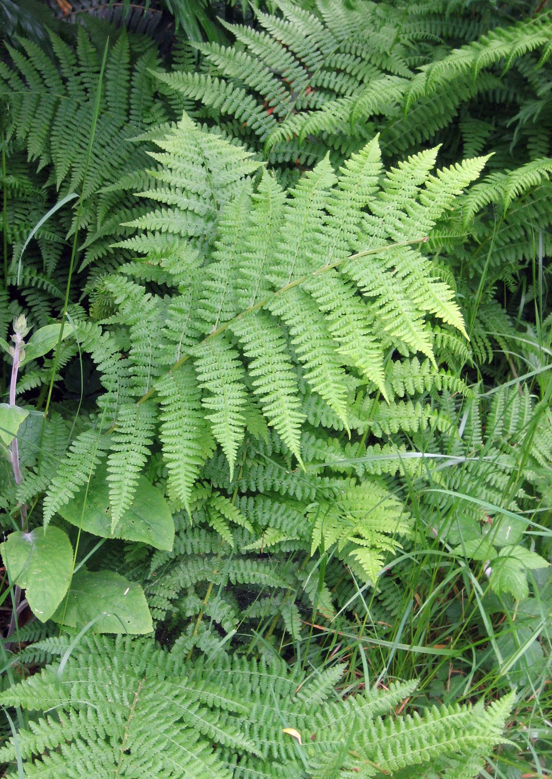 [fern.jpg]