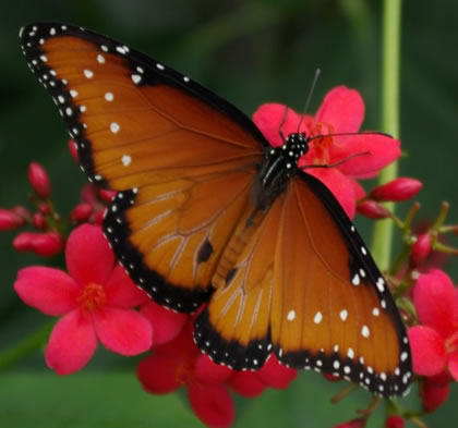 Queen butterfly