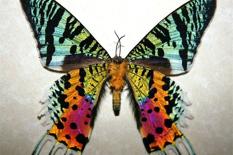 A Breathtaking Sunset Moth Featured Creature