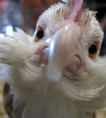araucana chicken