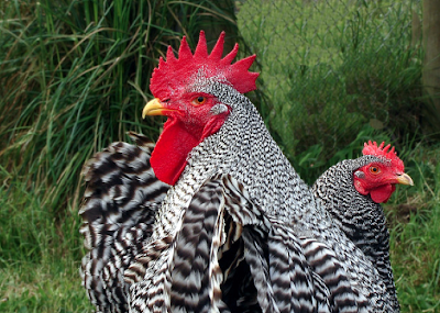 plymouth rock chicken