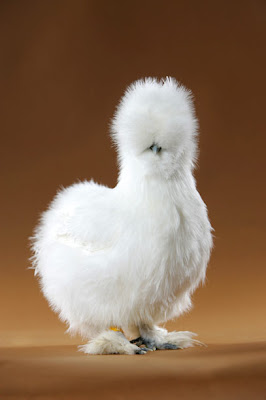 silkie chicken
