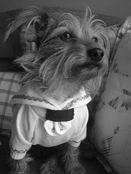 VALE DOG?:SÓ A LOLA ...