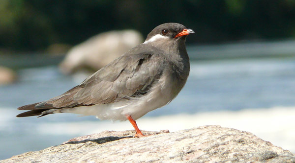 [P1040596-Rock-Pratincole-co.jpg]