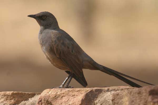 [IMG_3343-Ashy-Starling.jpg]