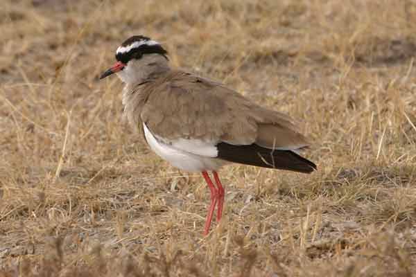 [IMG_4442-Crowed-Lapwing.jpg]