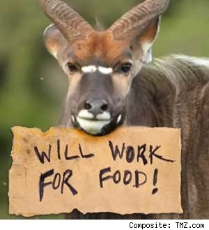 Food Stamps Bronx Ny Hunts Point Food Stamps Bronx Ny Hunts Point