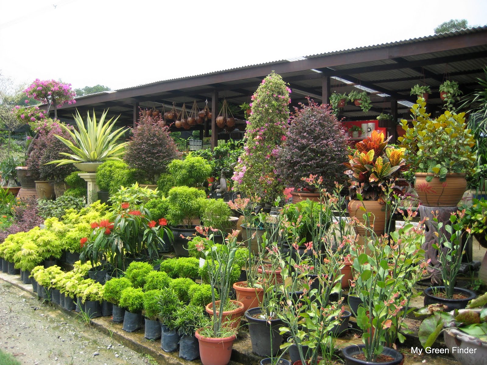 My Green Finder Plant Vendors Katsura Garden Water Feature Garden Mart