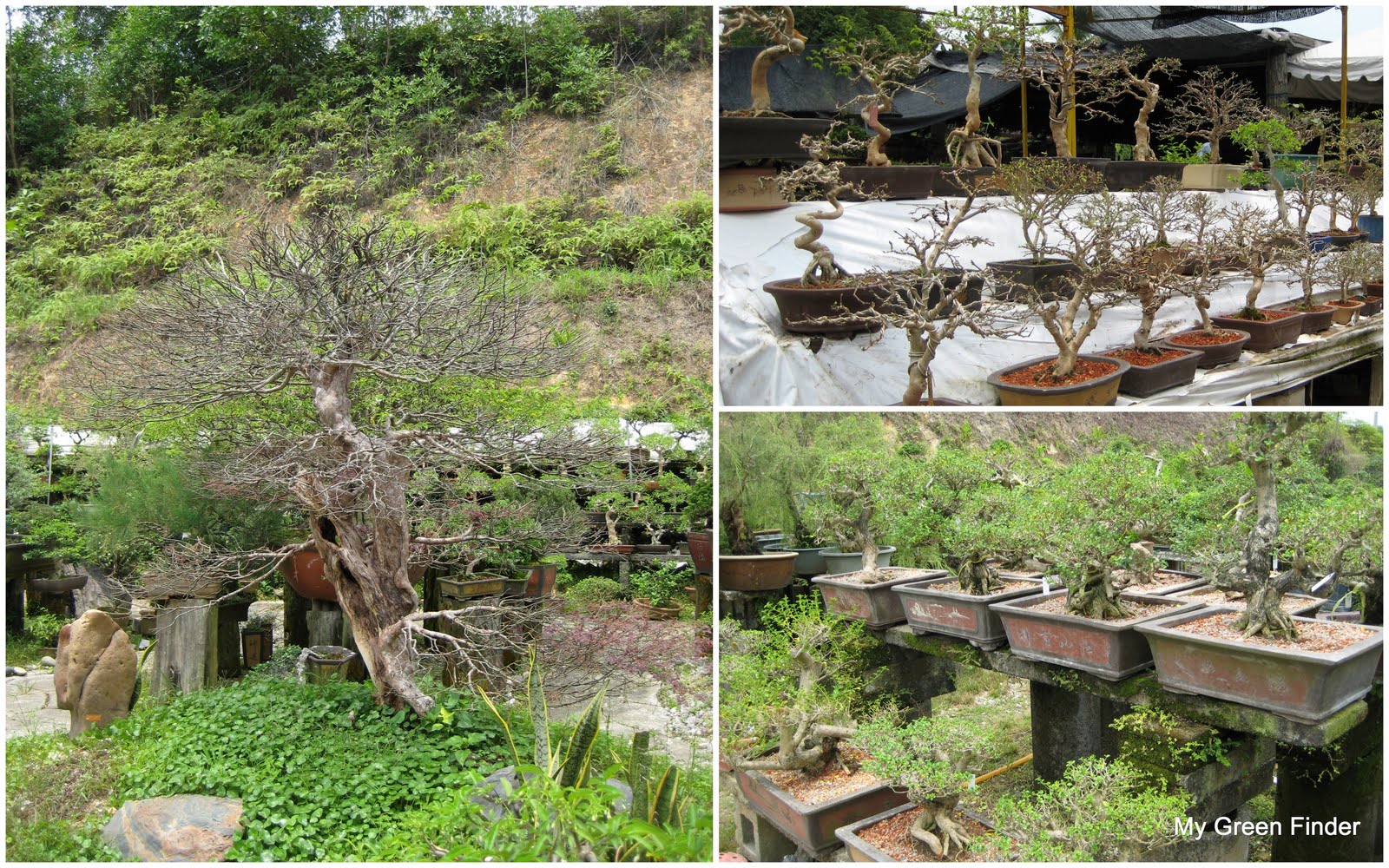 MY GREEN FINDER Plant Vendors Sanfong Bonsai & Art Garden