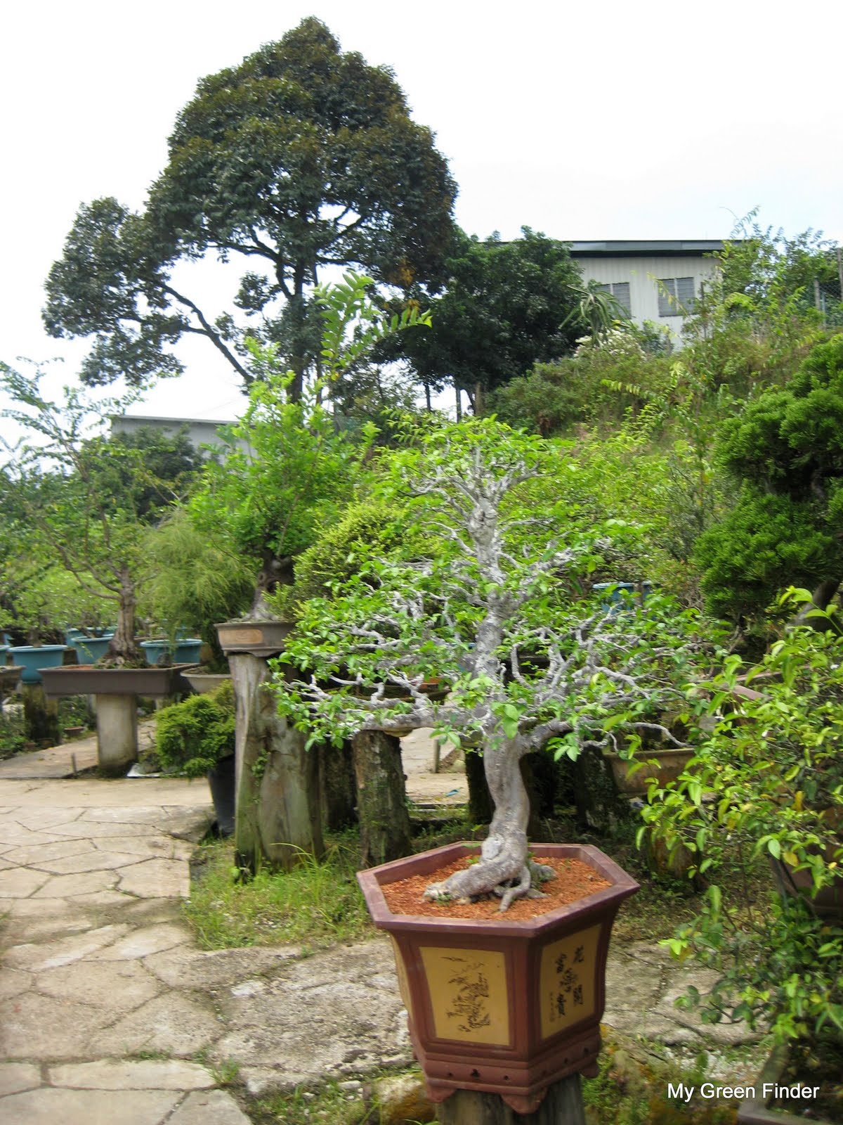 Bonsai Tree 25 Amazing Bonsai Shop Pictures